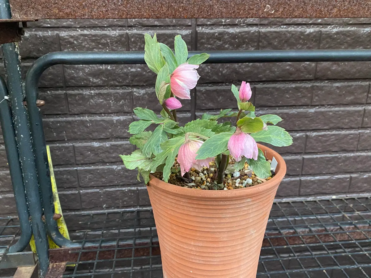 クリスマスローズ 株分け「絹」 クリスマスローズ 株分け「絹」 【公式通販】