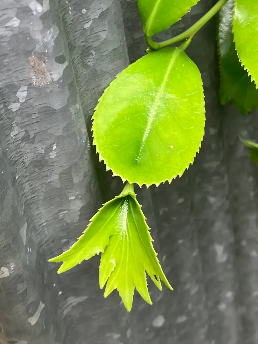 ツバキの写真-みんなの趣味の園芸2469492