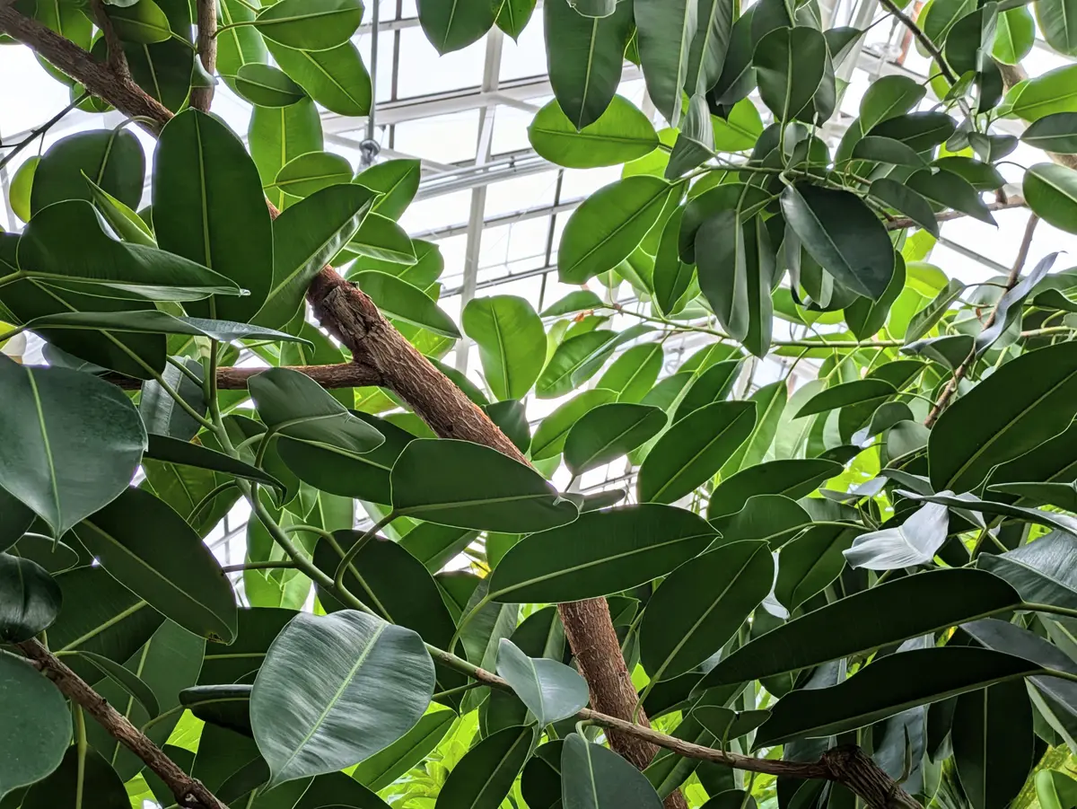 インドゴムノキ（フィカス・エラスティカ）の写真-みんなの趣味の園芸