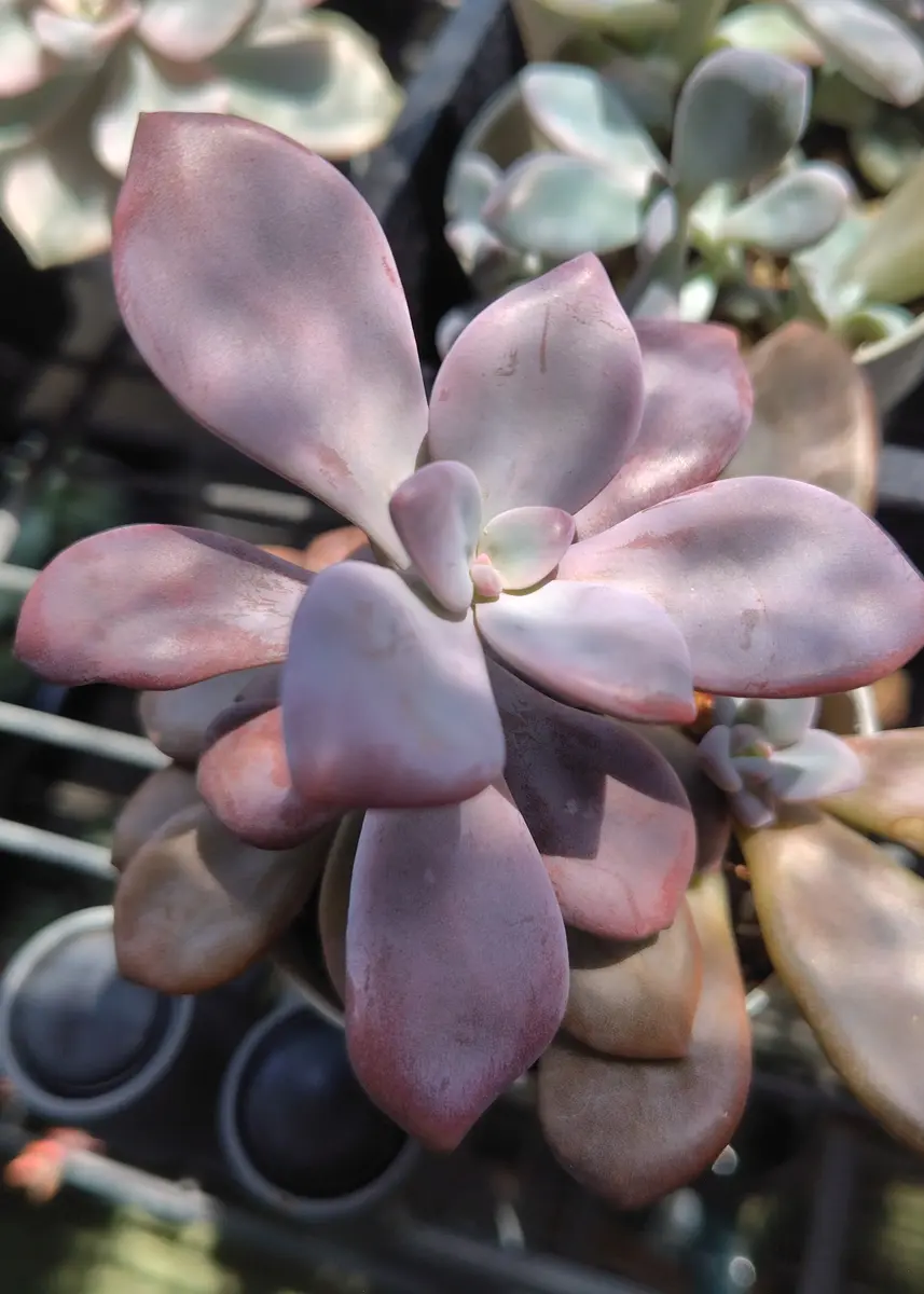 おまとめ中！39SALE！多肉植物^o^   ムラサキ おまとめ中！39SALE！多肉植物^o^ ムラサキ おまとめ中！39SALE！多肉植物