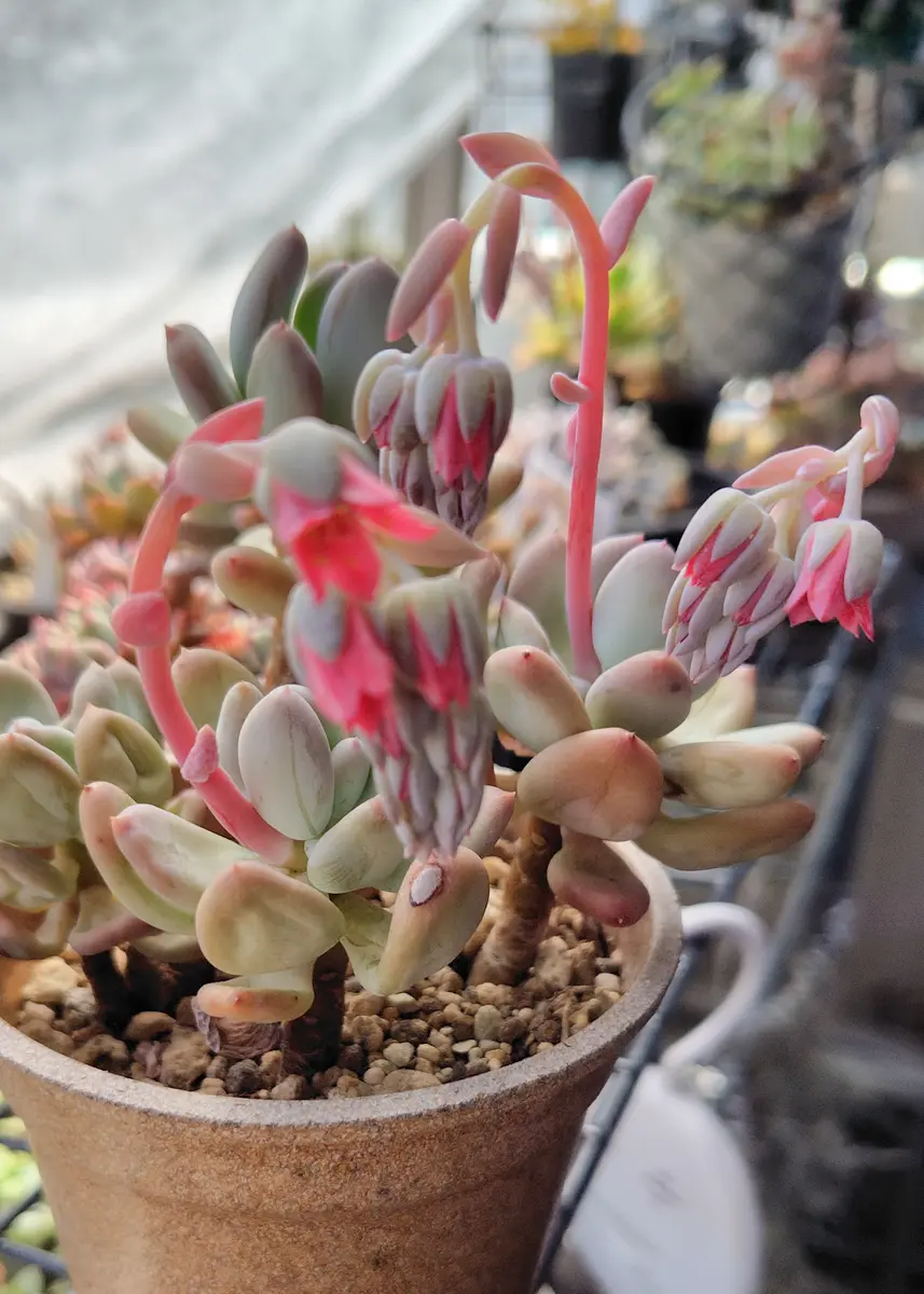 パキフィツム桃美人の花アップしてない「多肉植物2025」のアルバム