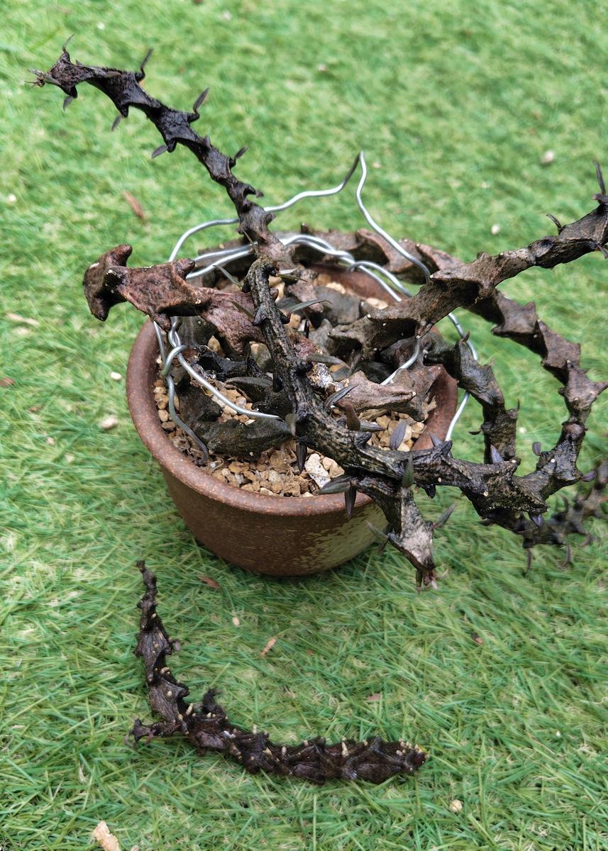 セロペギアボッセリこの夏にかなり成長...「多肉植物2025」のアルバム 