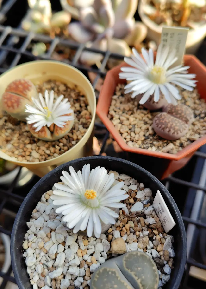 リトープス花が咲いてます🌸紫李夫人、「多肉植物2025」のアルバム