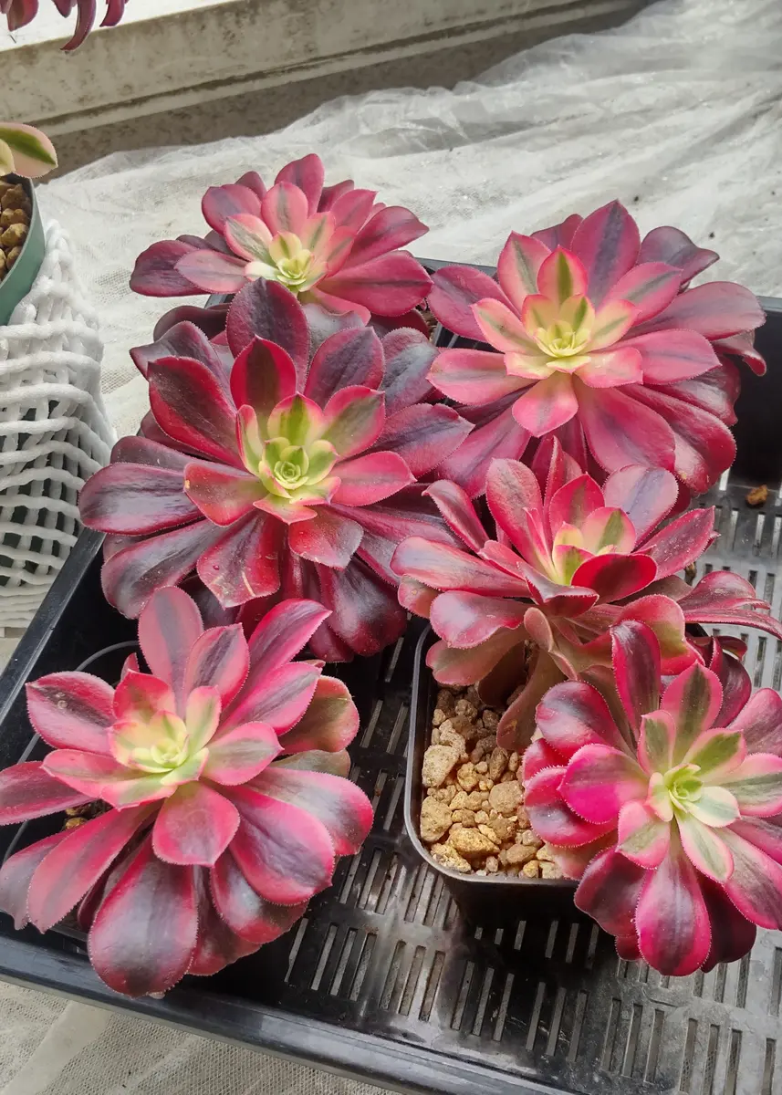 おまとめ アエオニウム メデューサ カット おまとめ アエオニウム メデューサ カット アエオニウムメデューサを