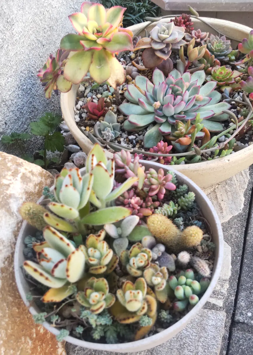 スチールプランター ミニドライガーデン 寄せ植え
