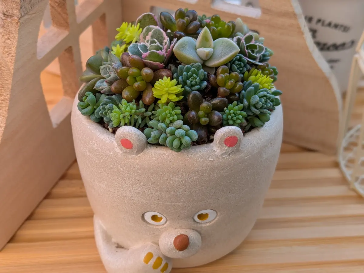 多肉植物 寄せ植え 木箱 ちまちま寄せ ステンシル オリジナル 多肉植物の寄せ植え。ちまちま寄せし「GardenStory☆〜7」の