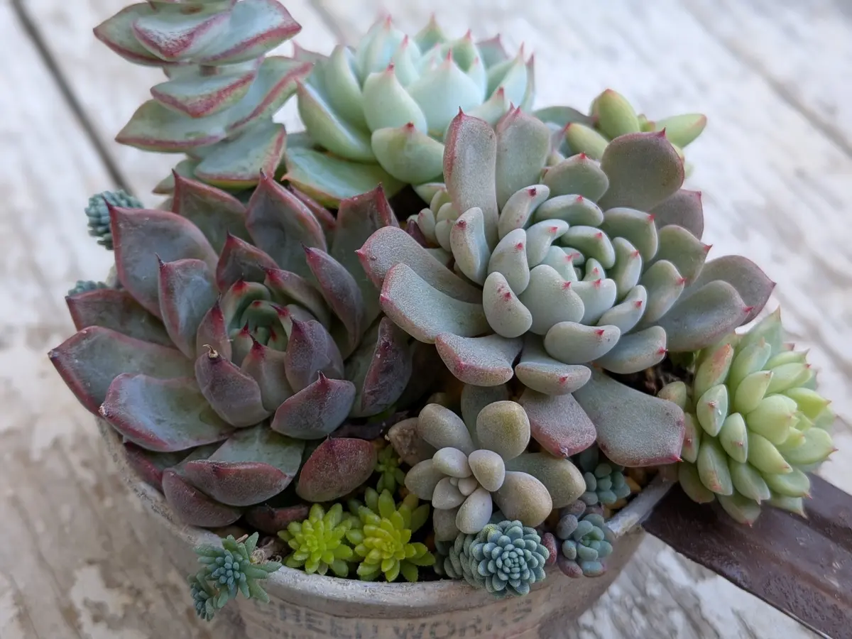 多肉植物 寄せ植え エケベリア・セダム 多肉植物の寄せ植えエケベリア、セダム「GardenStory☆〜7」の