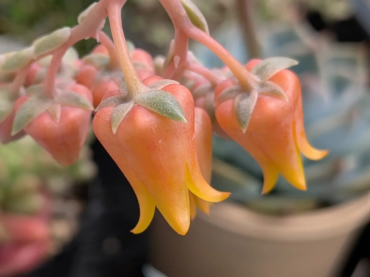 多肉植物のお花が咲きました。コロラ「GardenStory☆〜7」の
