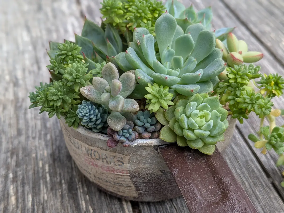 多肉植物の寄せ植え。暑い夏を乗り越「GardenStory☆〜7」の