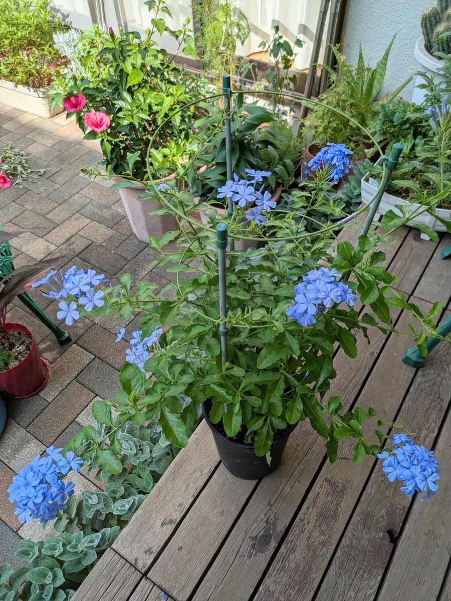 ルリマツリ　ブルペンバコ ルリマツリ Blue plumbago ※ 花言葉「いつも明るい」「密やかな