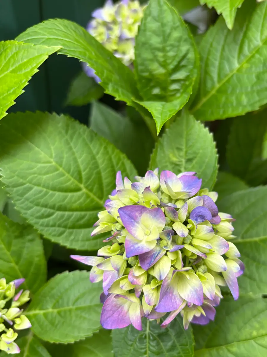 紫陽花色づいてきた「2025春☘️」のアルバム-みんなの趣味の