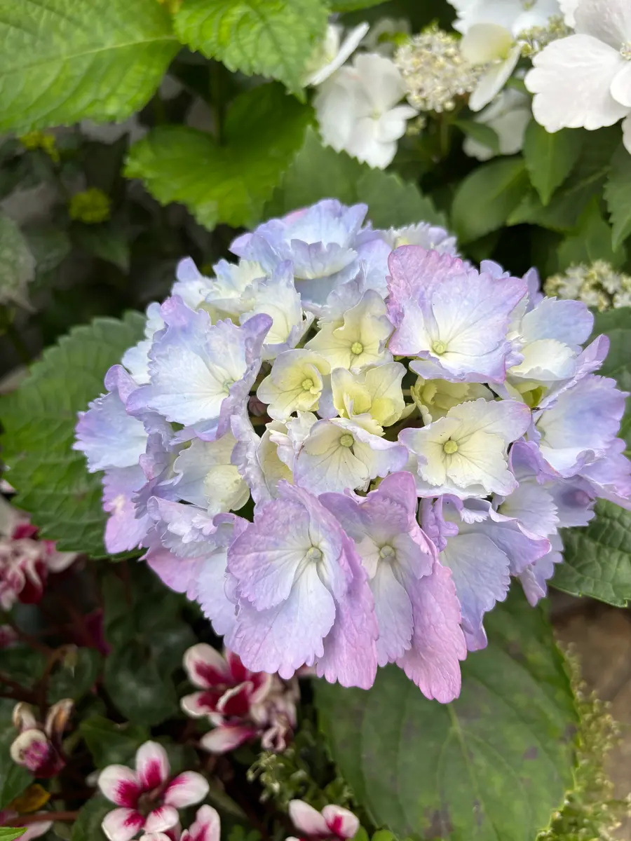 紫陽花「2025春☘️」のアルバム-みんなの趣味の園芸2456411