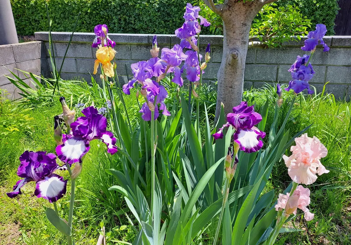 前花壇のジャーマンアイリス。咲き進む「2025年 春の花 （3月
