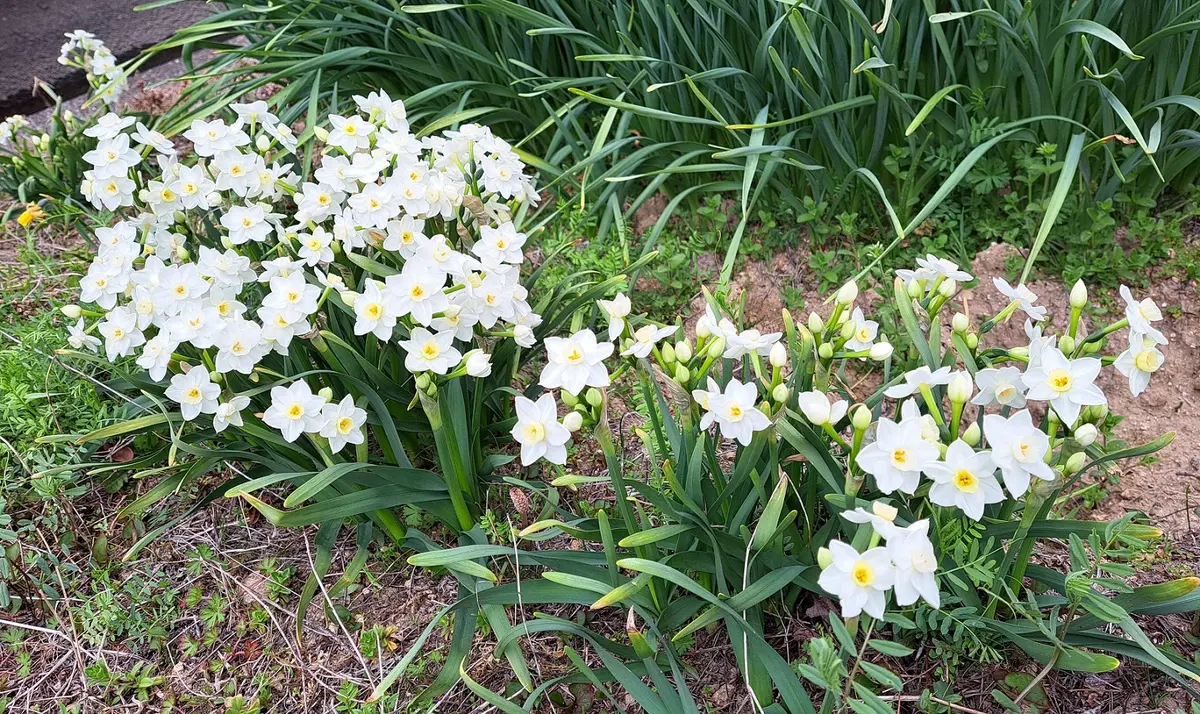 畑の水仙・ガリルが満開です。3月27「2025年 春の花 （3月