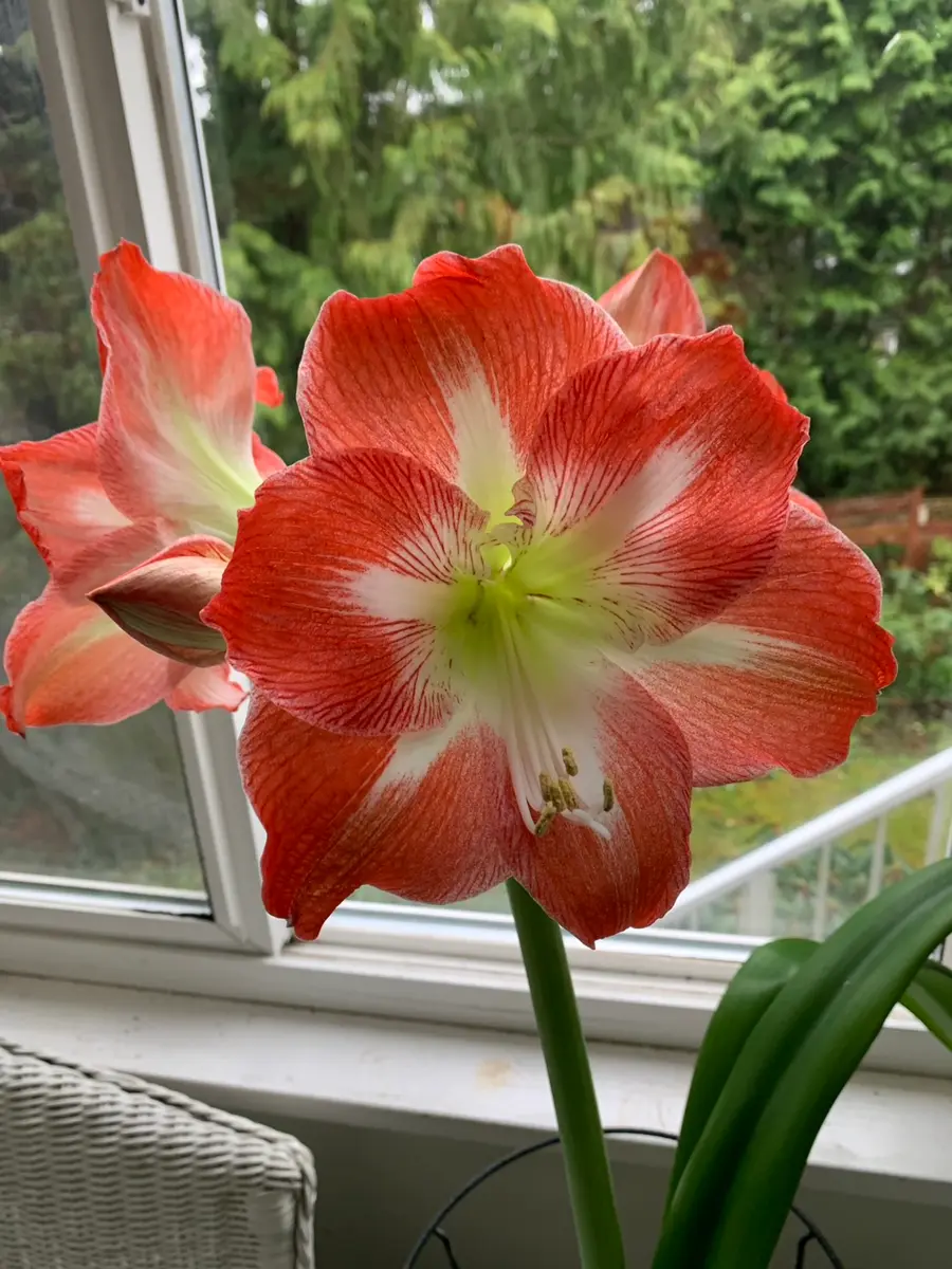 アマリリス様 リクエスト 3点 まとめ商品