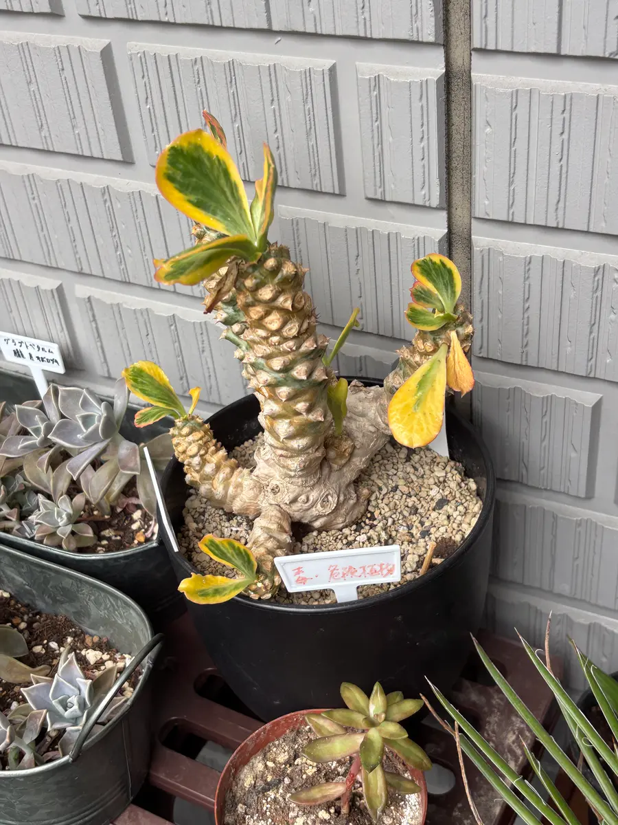 多肉植物 ユーフォルビア ポイゾニー 猛毒3兄弟の1つ 大株で株立ち