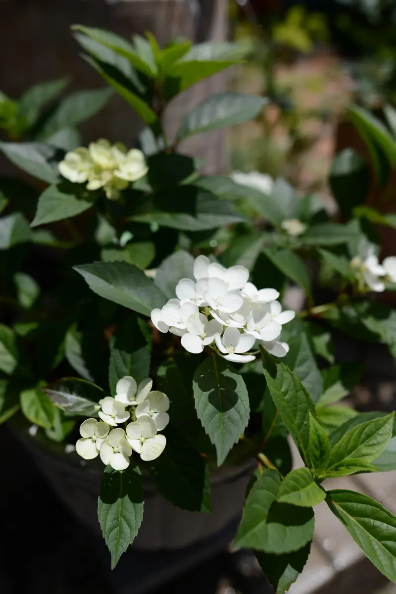 花苗】①ラグランジアシャンデリーニベビー苗3.5号正規品タグ付き