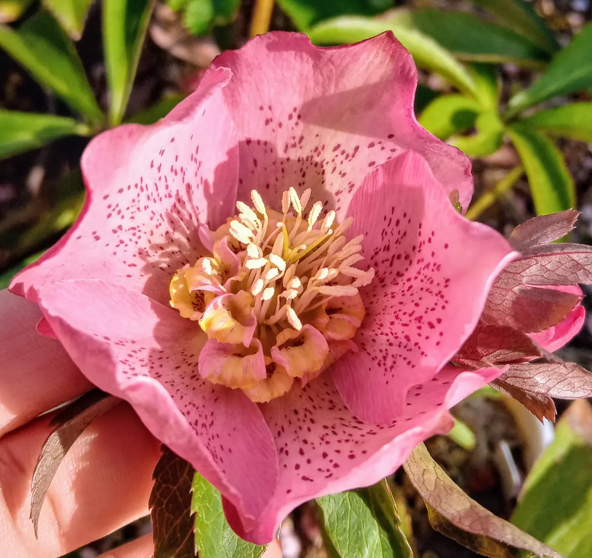 ピンクのセミダブルスポット花ですネク「クリスマスローズ2025」の