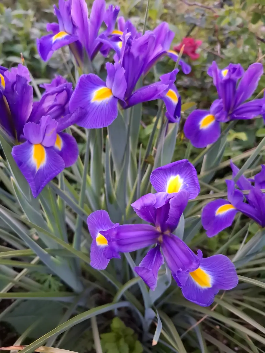 ダッチアイリス ブルー「2025年 庭の花」のアルバム-みんなの趣味の