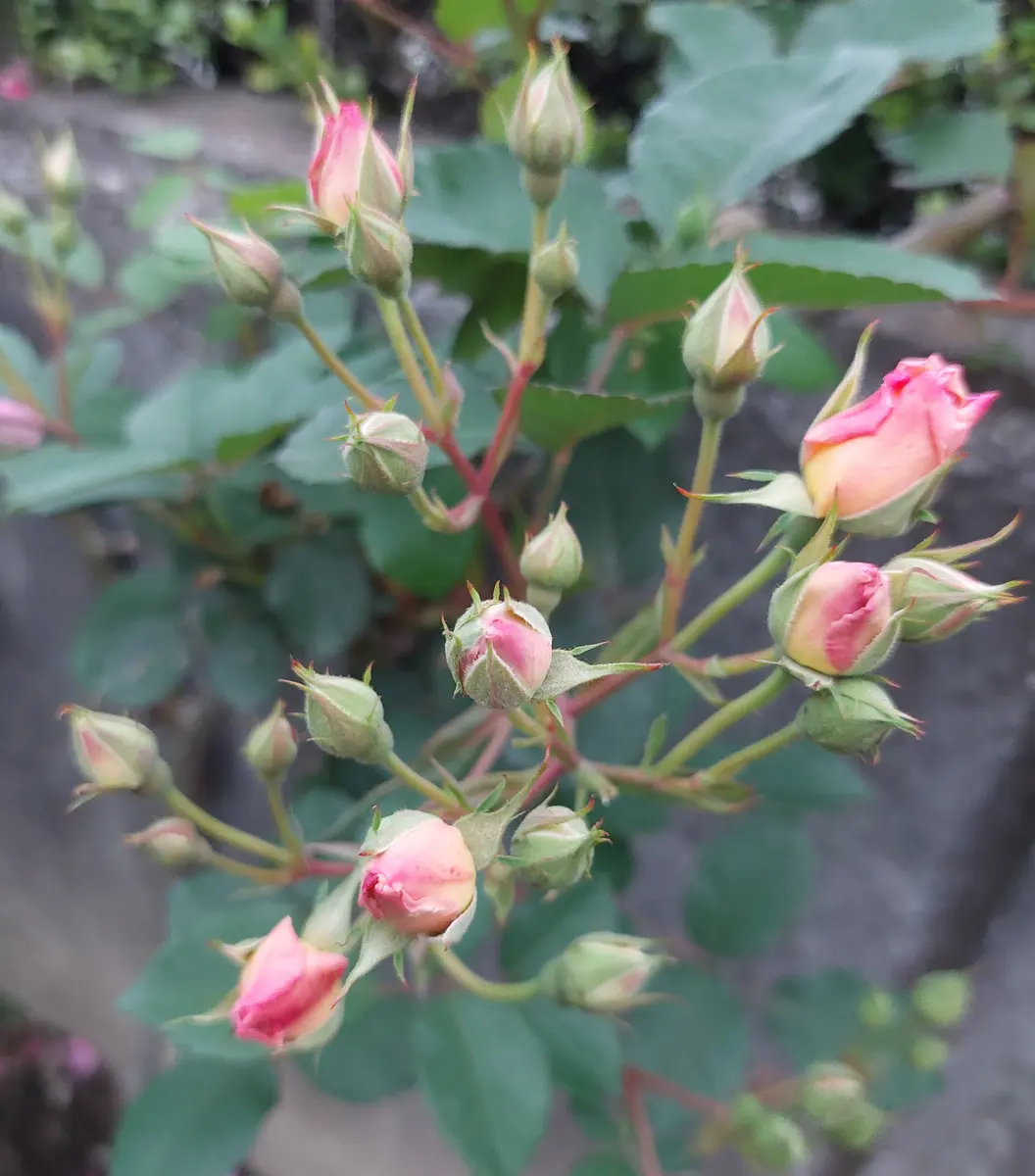 たくさんの蕾🎶房咲きペネロープ「MyRoses2025」のアルバム
