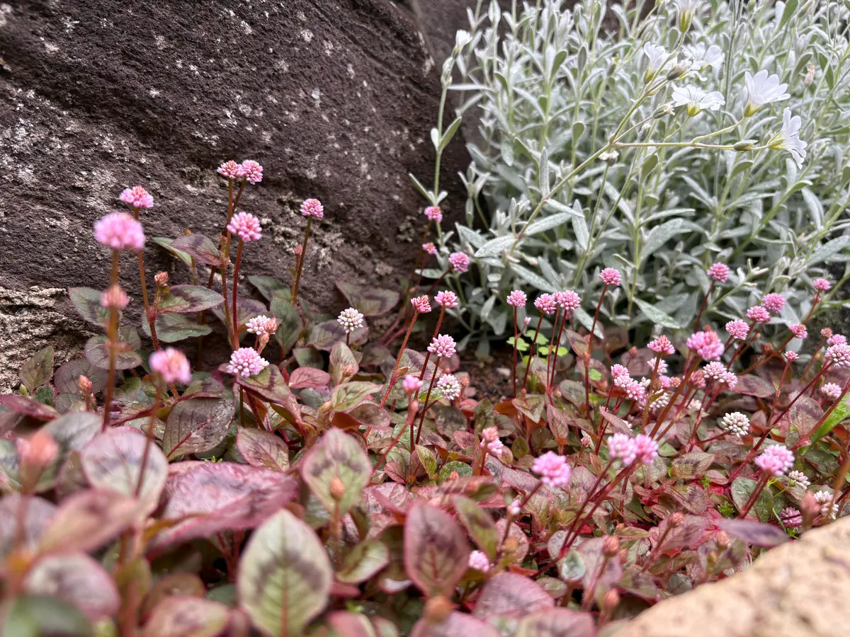 ポリゴナムご相談 ポリゴナム🌸「2025記録 1月〜6月🌷」のアルバム-みんなの趣味