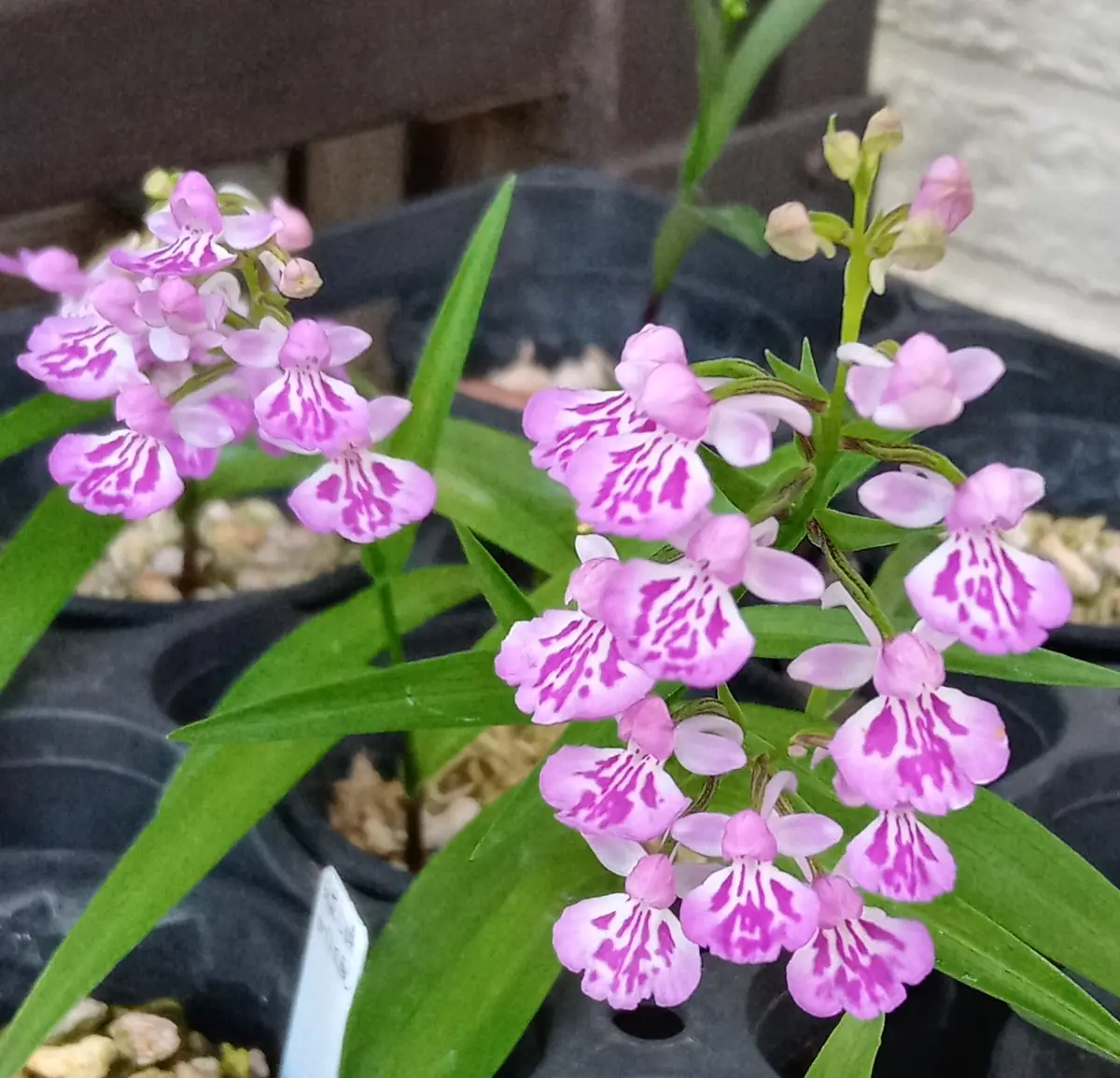 小花の斑紋花花付き良く球根も良く増え「ウチョウラン2025」の