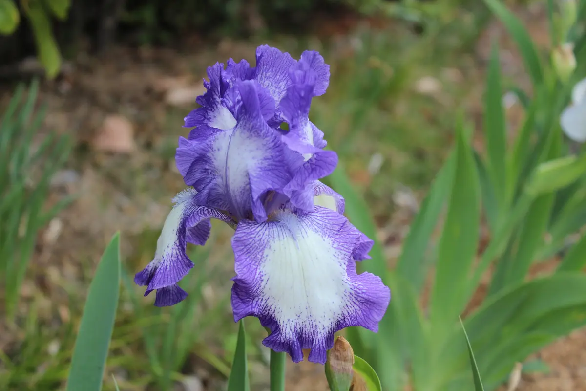 ブルー系2個目の花です、良い感じ！「ジャーマンアイリス昨年初めて苗