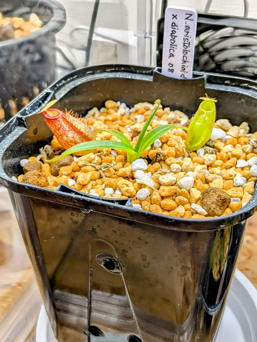 ネペンテス アリストロキオイデス×ディ「壺天国」のアルバム