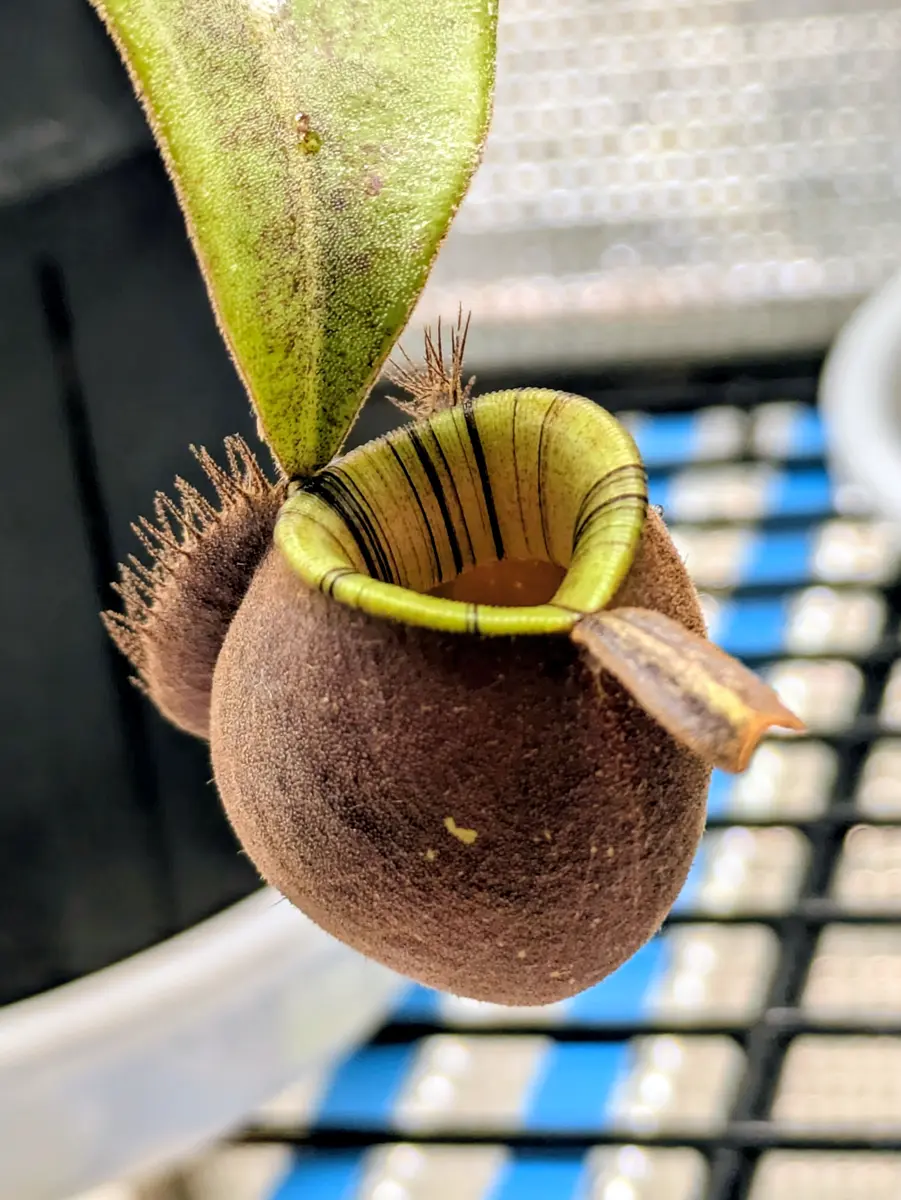 ネペンテス アンプラリア ブラックミ「壺天国」のアルバム-みんなの