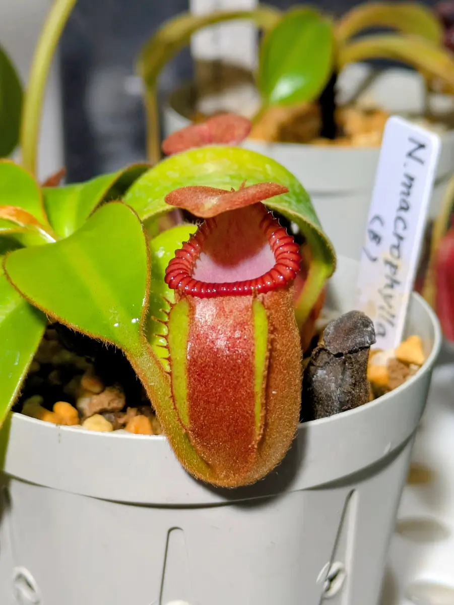 ウツボカズラ　ネペンテス　N.マクロフィラ　食虫植物 ネペンテス マクロフィラちょっと太っ「壺天国」のアルバム
