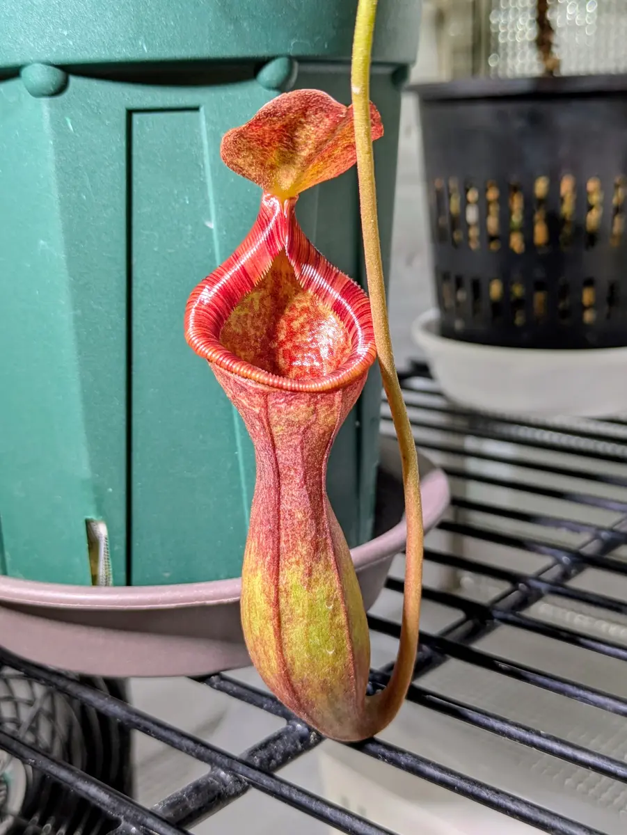 デ*リ様 ウツボカズラ　ネペンテス　N.ローウィ×ベントリコーサレッド　食虫植物 ネペンテス ローウィ×ベントリコーサレ「壺天国」のアルバム