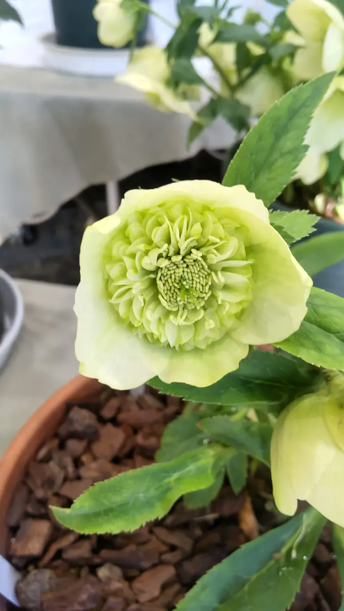 グロス交配多弁セミダブルライムグリー「クリスマスローズ 2024～25