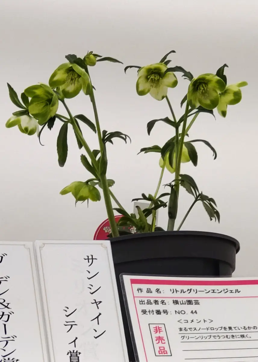 クリスマスローズの世界展にて新花コン「2025クリスマスローズの