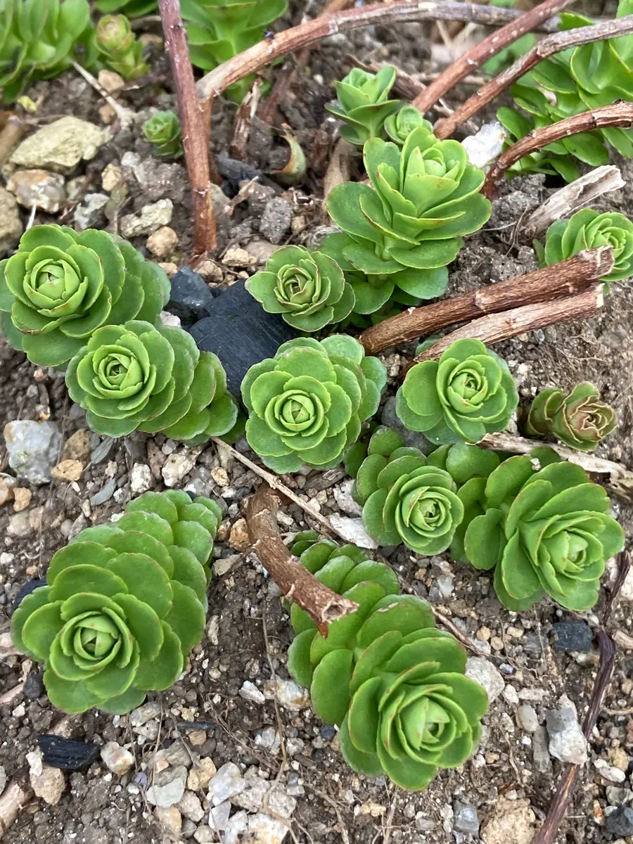 売り切れました。キリンソウ 大覆輪 前庭に植えてたキリンソウを、裏庭に移「裏庭22025〜」のアルバム