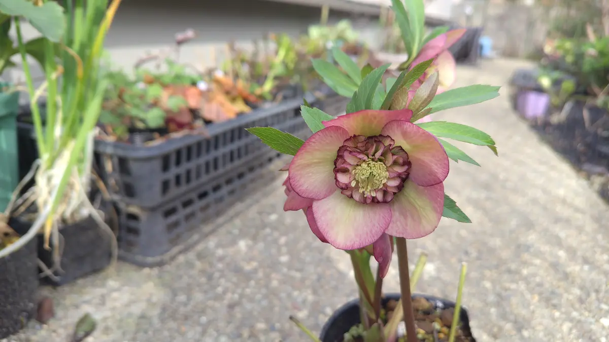 サクラシフォン✕黒丸弁ss（ルーセブラッ「クリスマスローズ 2025