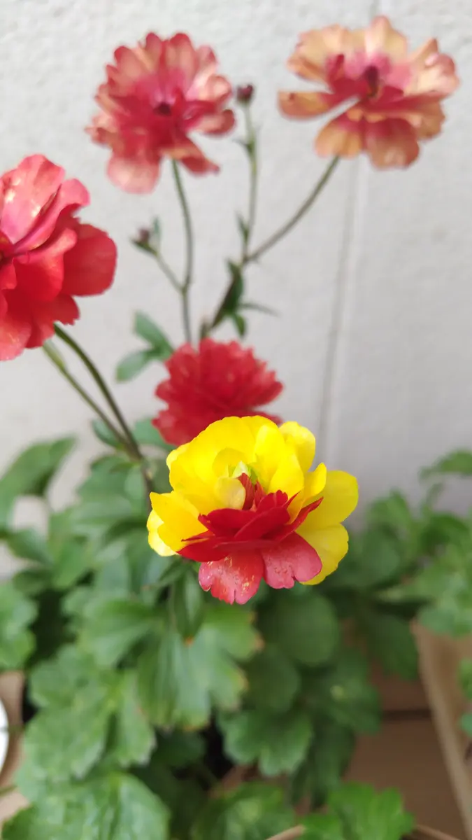 初めてラナンキュラスラックスを育てて「初めてのラナンキュラス