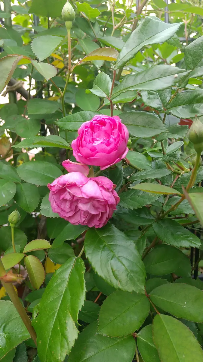 🌹エクセレンツフォンシューベルト🌹オ「🌹バラ🌹」のアルバム