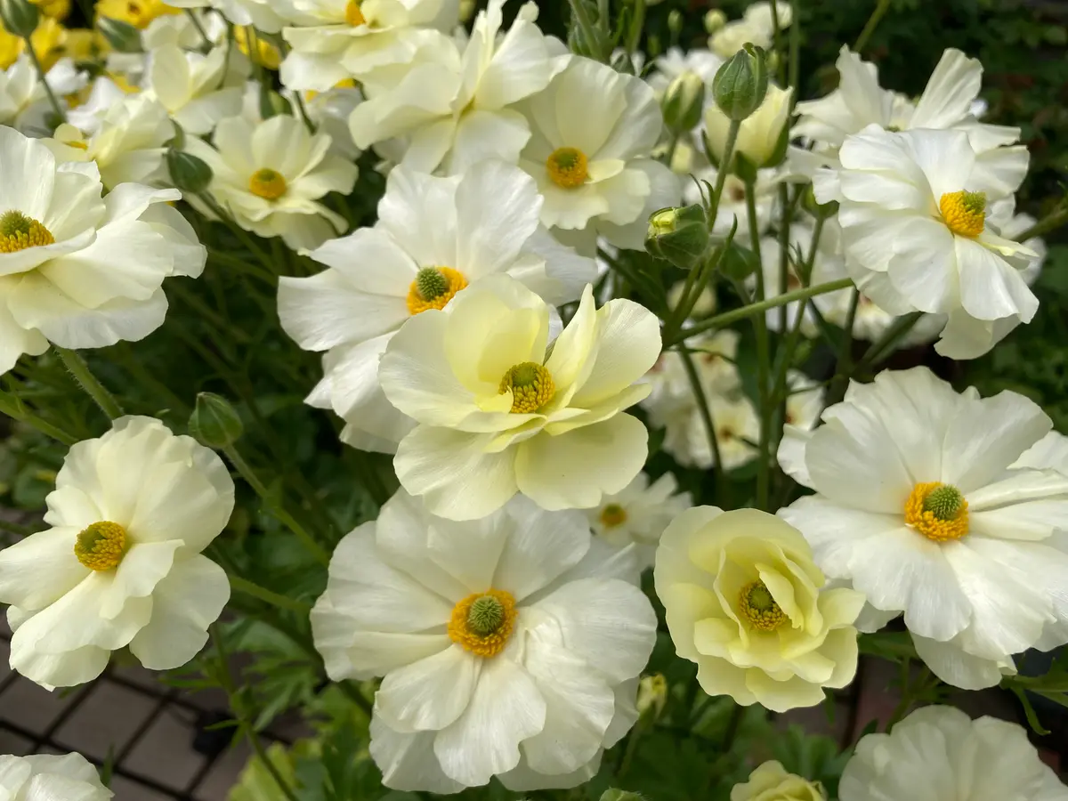 ラックス グレーシスニノスと良く「2025年 ラナンキュラス」の