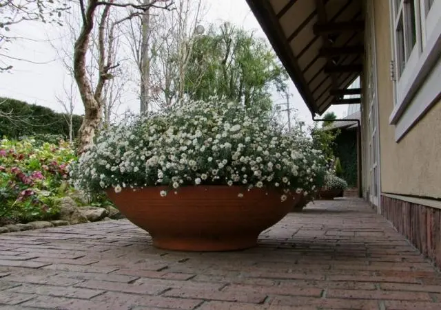 寄せ植えです「たねや（クラブハリエ）さんの庭の花達」のアルバム