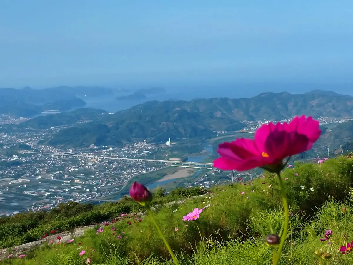 🌱秋桜2025-9-16「2025年3月21日～」のアルバム-みんなの趣味の