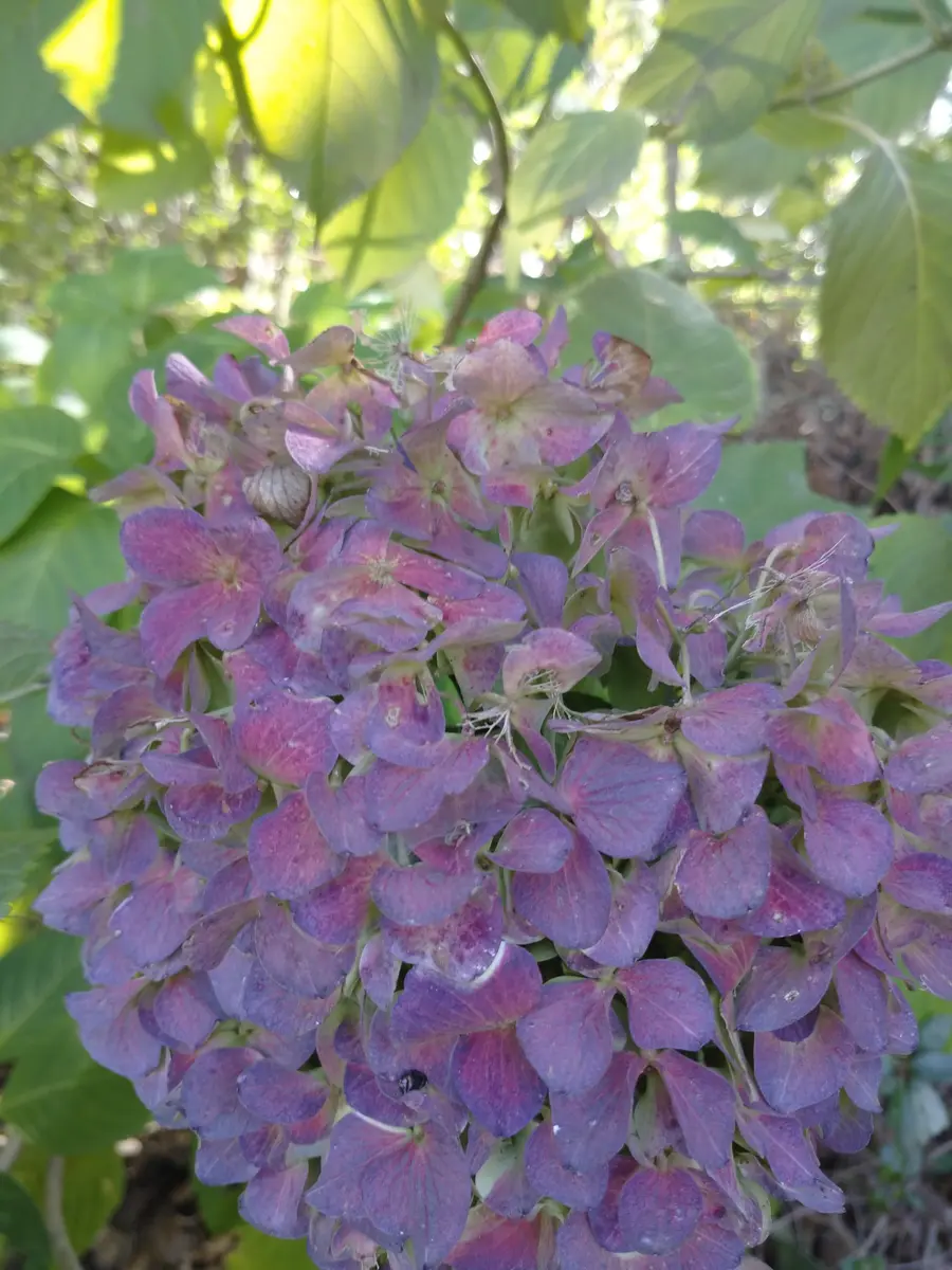 🌱アジサイシードヘッドまであと少し2「2025年3月21日～」の