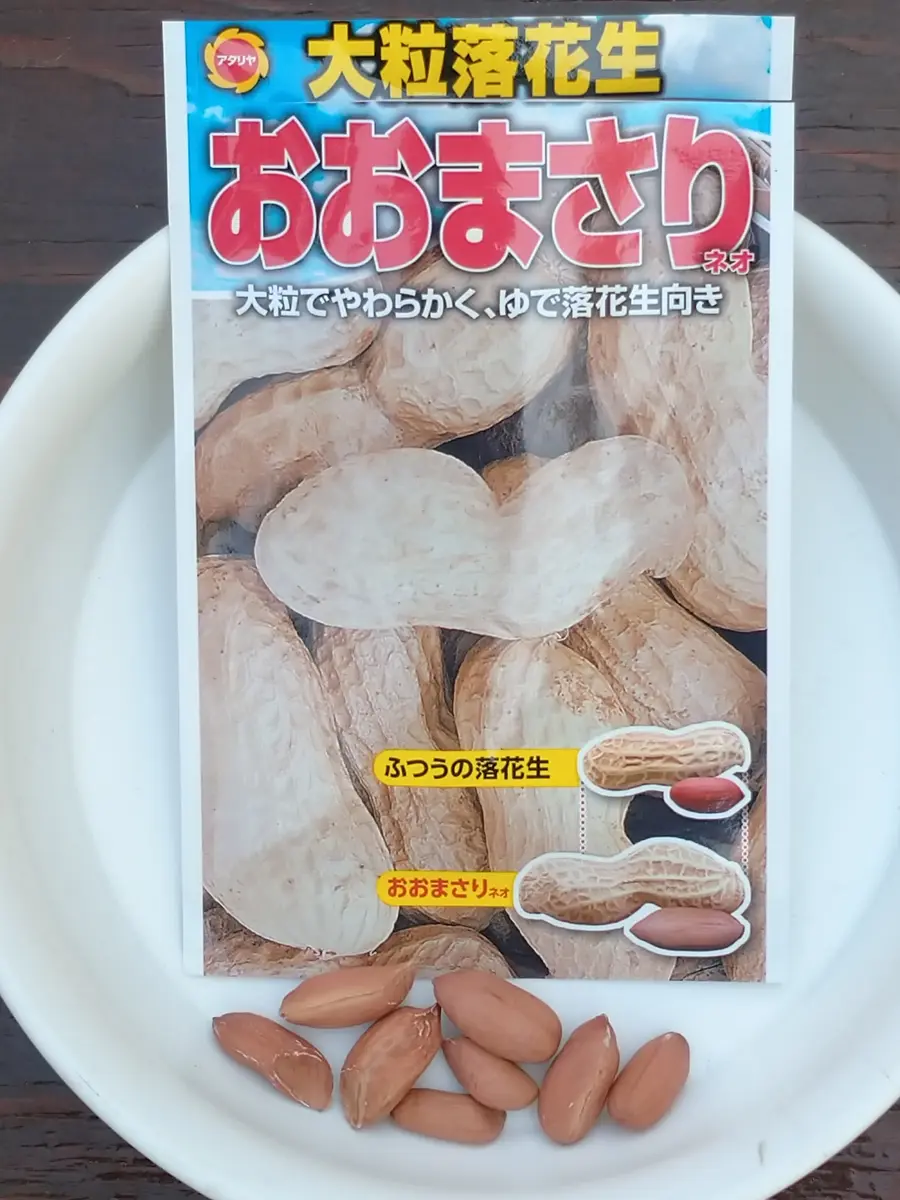 落花生 おおまさり ネオ 落花生の種 おおまさりネオ 固定種 - 種の専門