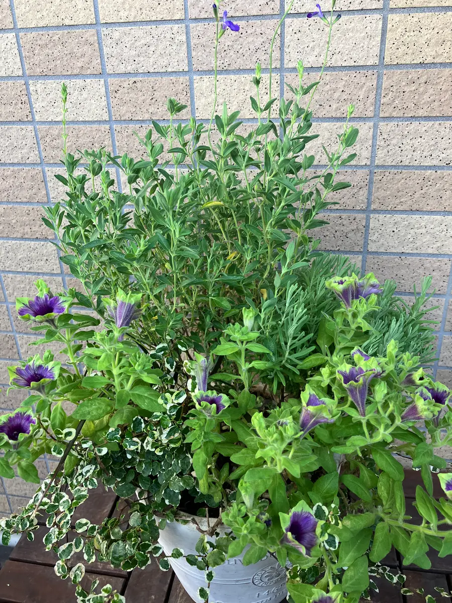 ペチュニア Masakiを使った寄せ植えの「'25寄せ植え」の