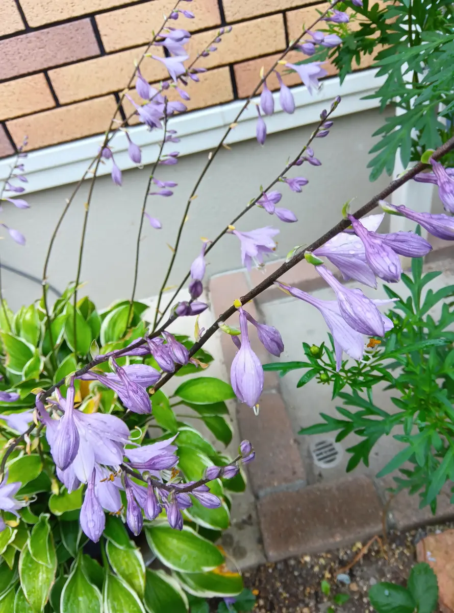昨年鉢に植え替えたギボウシに花がたく「秋の庭」のアルバム