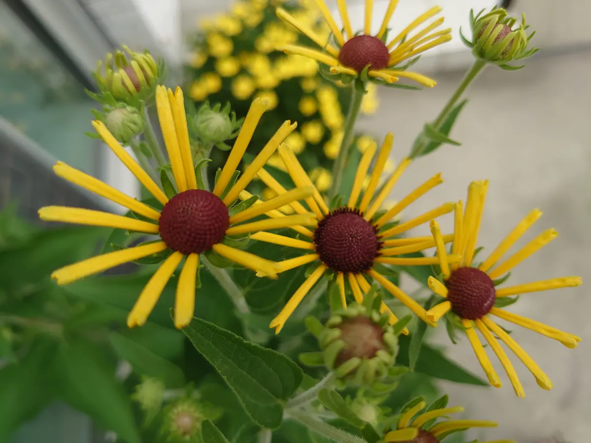 🌼ルドベキアヘンリーアイラーズ1ポ「2025年我が家の花🌼」の