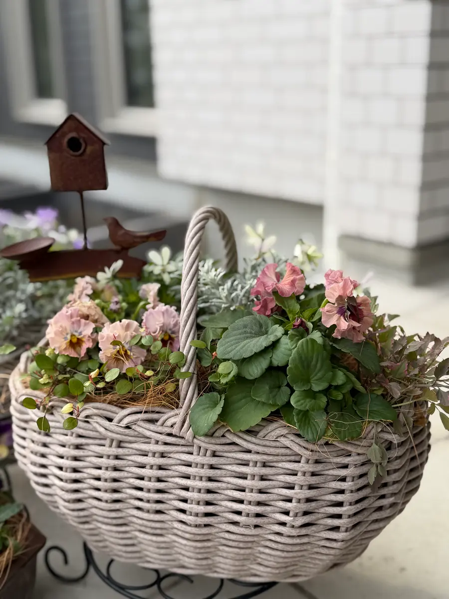 追加検討中 mi（寄植えアイコン）さん専用 🌸前に作った寄せ植え1まだ控えめ組「2025年我が家の花🌼」の