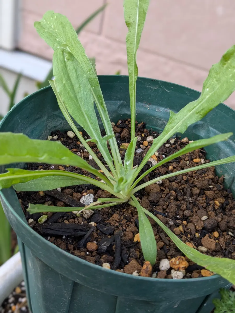 ヤグルマギク「2025〜種まき（挿し芽）成長記録」のアルバム-みんなの