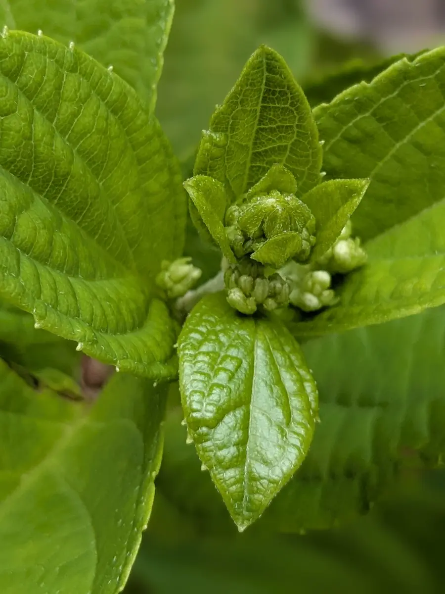 ピラミッドアジサイ3年目花芽が🧐「2025〜宿根草（樹木）の成長記録