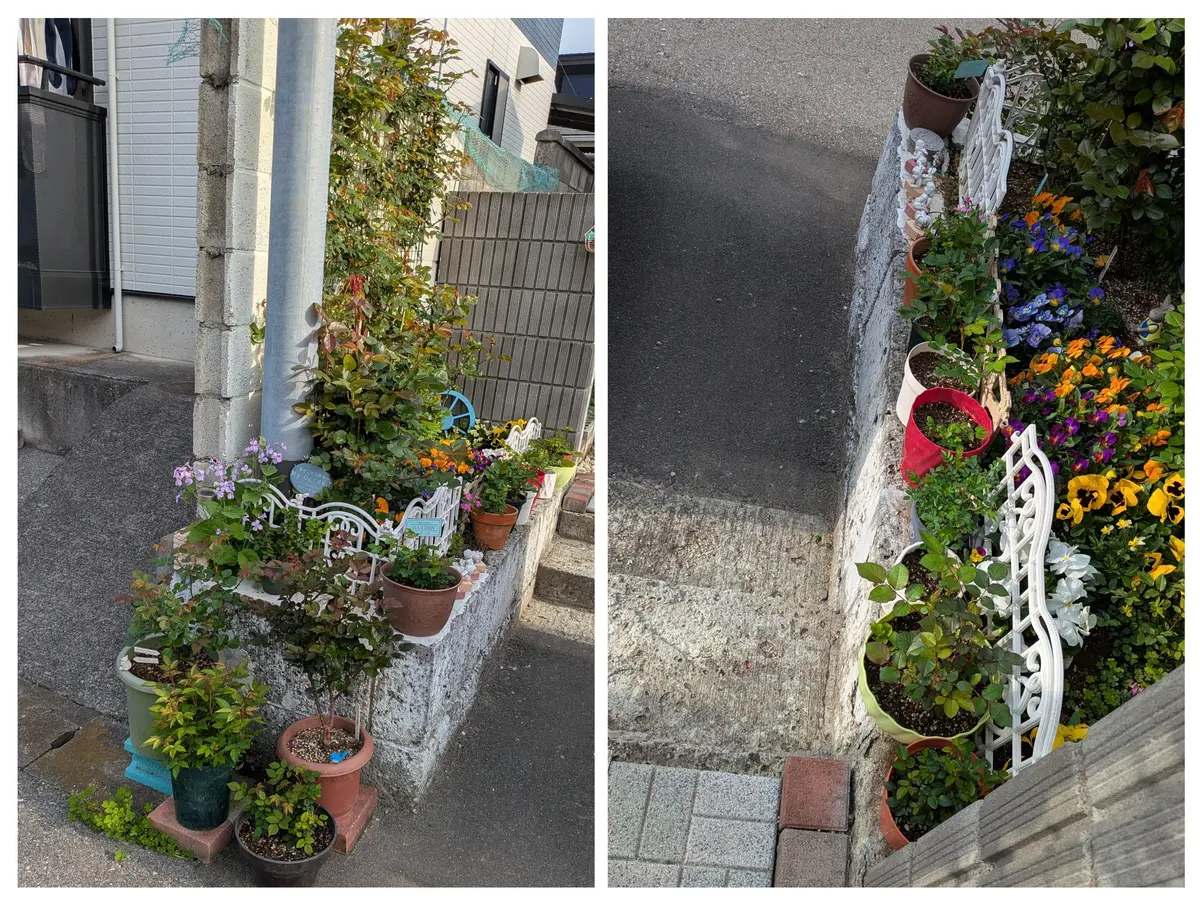 我が家の花壇つるバラメイン沢山蕾が「2025年薔薇成長記録」の