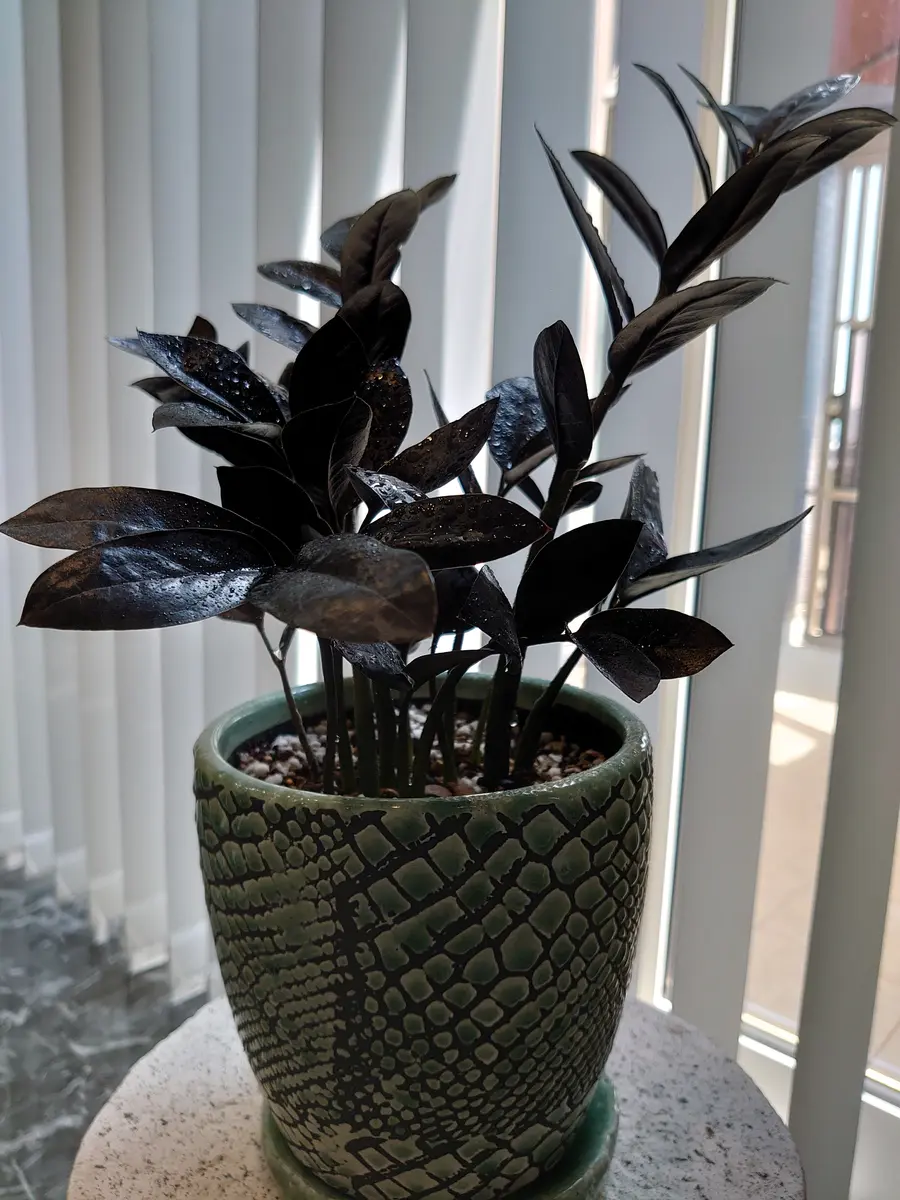 🌱ザミオクルカス黒葉のザミオクルカ「2025年我が家の観葉植物
